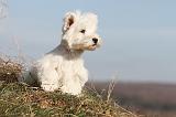 WESTIE 216